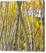 Crossed Aspens Canvas Print