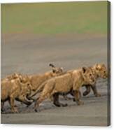 Cub Parade Canvas Print