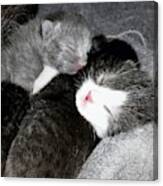 Cuddling Kittens Canvas Print