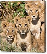 Curious Lion Cubs Canvas Print
