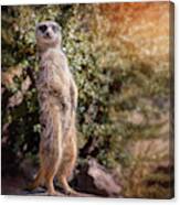 Curious Meerkat   You Talkin To Me Canvas Print