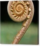 Curled Young Fern Canvas Print