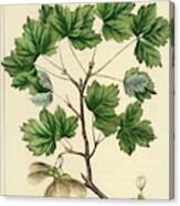 Currant Leaved Maple Canvas Print