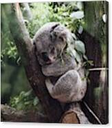 Cute Koala Canvas Print
