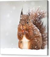 Cute Red Squirrel In The Falling Snow Canvas Print