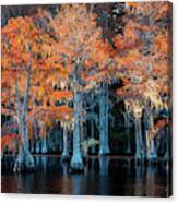 Cypress Forest-3 Canvas Print