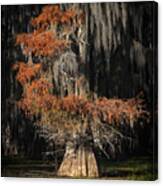 Cypress Tree Canvas Print