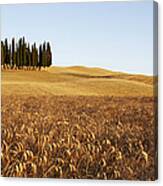 Cypress Trees In A Tuscan Landscape Canvas Print