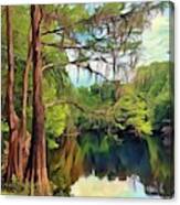 Cypress Trees On The River Canvas Print