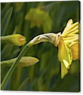 Daffodil In Sun Canvas Print