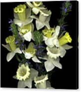 Daffodils & Rosemary Canvas Print