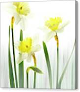 Daffodils In A Meadow. Canvas Print