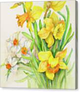 Daffodils- Springs Calling Card Canvas Print