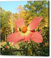 Dahlia 15 Canvas Print