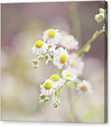 Daisies Bellis Perennis Flowers, Close Canvas Print