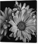 Daisies Canvas Print