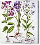Dames Violet And A Field Iris Canvas Print