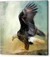 Dance Of The Bald Eagle Canvas Print