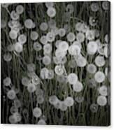 Dandelion Dots Canvas Print