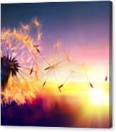 Dandelion To Sunset - Freedom To Wish Canvas Print