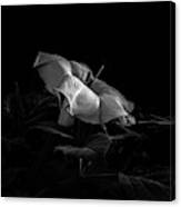 Datura And Bee In Black And White Canvas Print