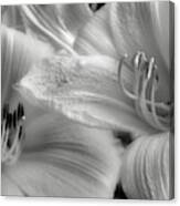 Day Lilly Black And White Canvas Print