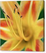 Day Lily Canvas Print