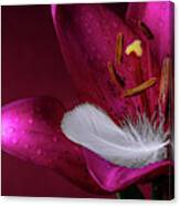 Daylily With Feather Canvas Print