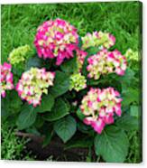 Decorative Floral Pink Hydrangeas C031619 Canvas Print