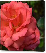 Deep Coral Floribunda Rose Canvas Print