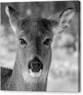 Deer In Black  White Canvas Print