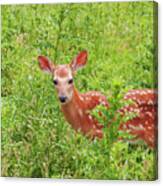 Deer Canvas Print