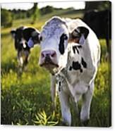 Delaware County Cow Canvas Print