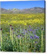 Desert Candles On The Carrizo - Superbloom 2017 Canvas Print