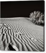 Desert Dash Canvas Print