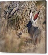 Desert Hare Canvas Print