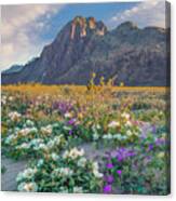 Desert Sand Verbena, Desert Sunflower, And Desert Lily Spring Bloom, Anza-borrego Desert State Park, California Canvas Print