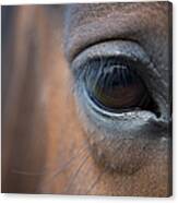 Detail Of Horses Face, Near Lough Canvas Print