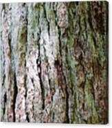 Details, Old Growth Western Redcedars Canvas Print