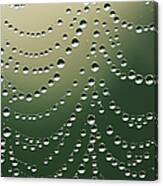 Dew On Spider Web Canvas Print