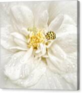 Dewdrops Are The Gems Of Morning Canvas Print