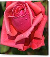 Dewy Rose Canvas Print