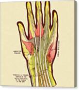 Diagram Of Tendons In Hand Canvas Print