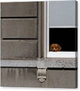 Dog In The Window Canvas Print