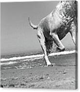 Dog Running In Beach Canvas Print