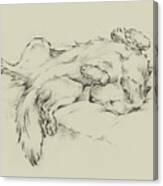 Dog Tired Ii Canvas Print