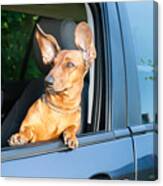 Dog Travel By Car Looking Canvas Print