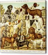 Dogs For Hunting Engraving 1895 Canvas Print
