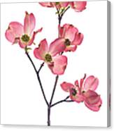 Dogwood Blossom Canvas Print