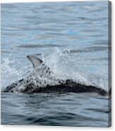 Dolphin Canvas Print